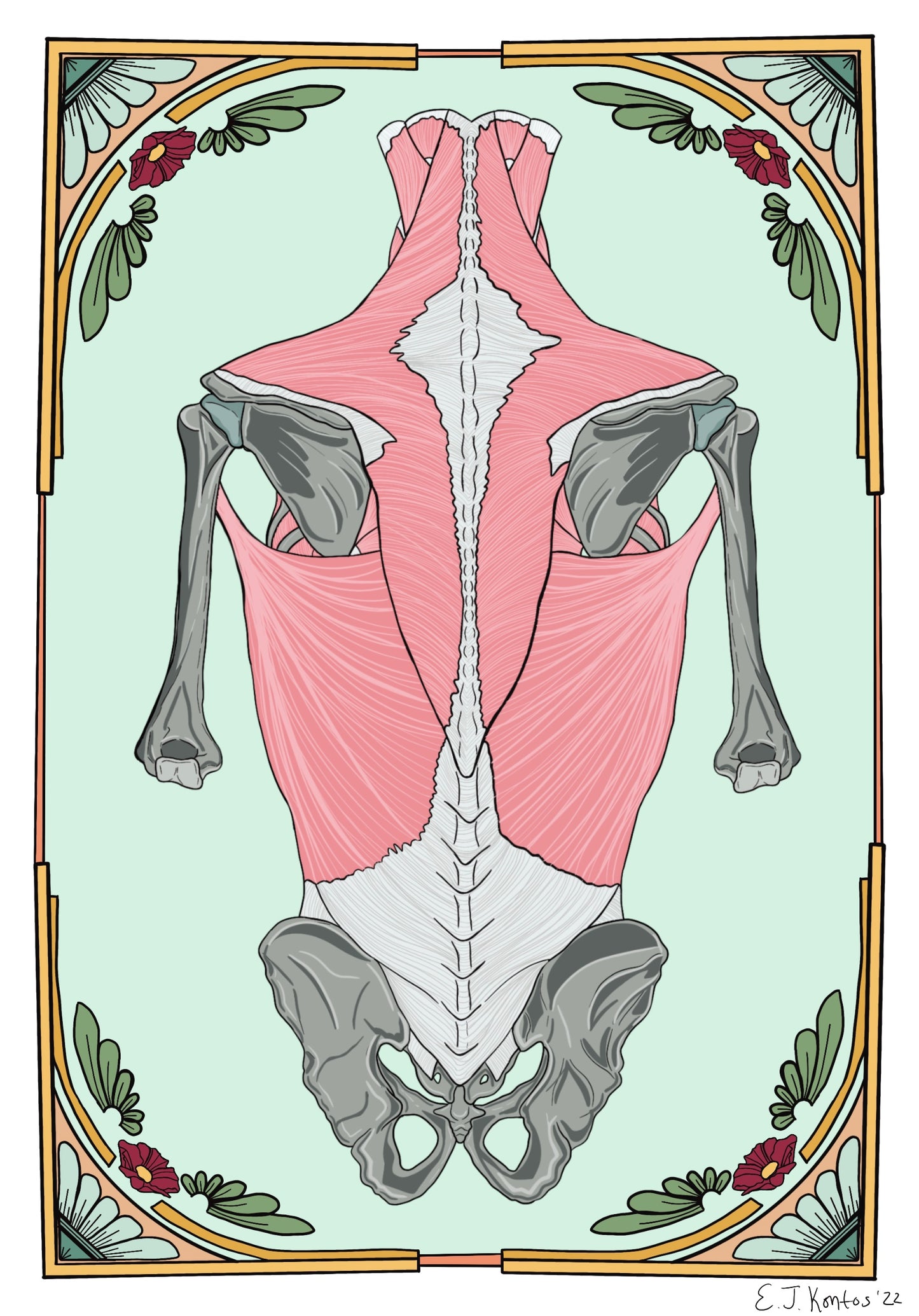 Back Musculature Anatomy Art Print