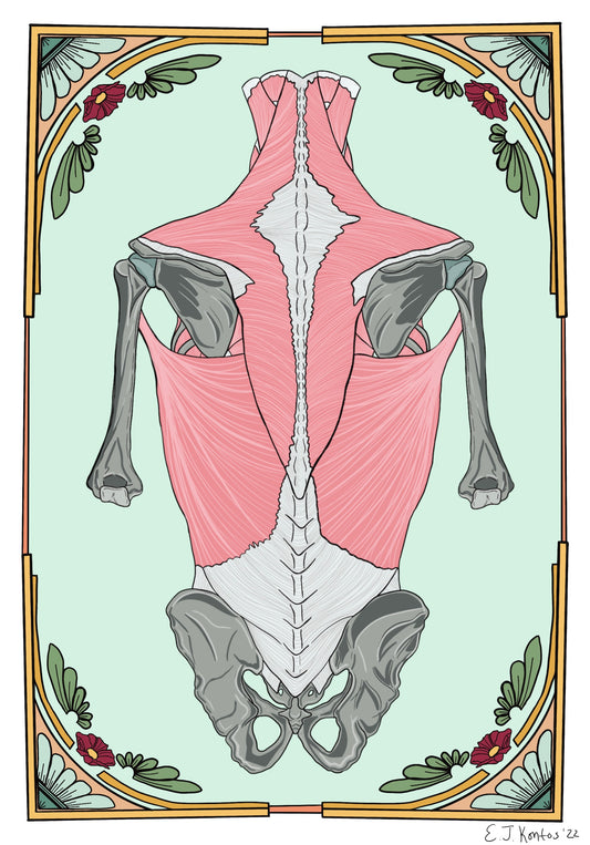 Back Musculature Anatomy Art Print