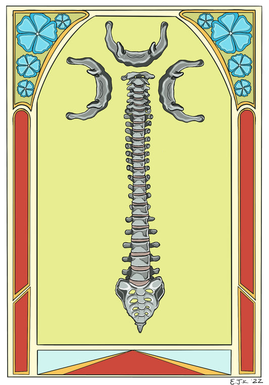 Human Spine with Hyoid Bone