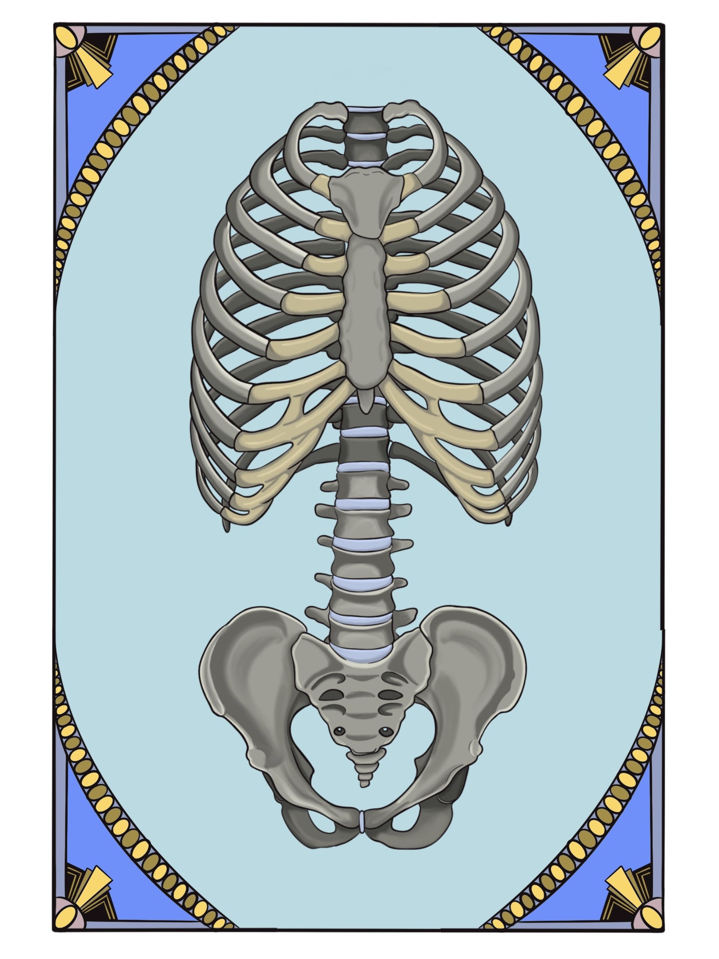 Ribcage, Spine, and Pelvis Art Print